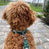 half gevlochten emeraldgroene collier - Thumbnail Image 2