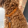 cognac - Thumbnail Image 1